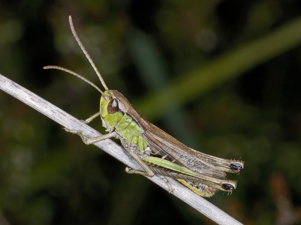 Krasser (foto: Saxifraga-Ab H Baas)