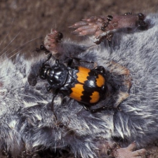 Krompootdoodgraver (foto: Saxifraga-Frits Bink)