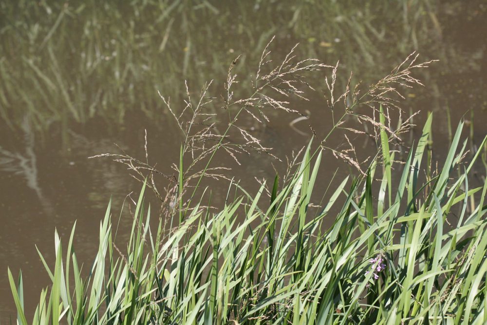 Liesgras (foto: Saxifraga-Peter Meininger)