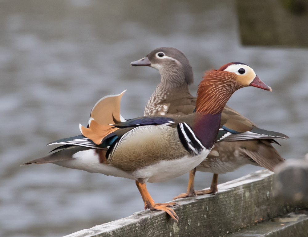 Mandarijneend paar (foto: Bart Heijne)