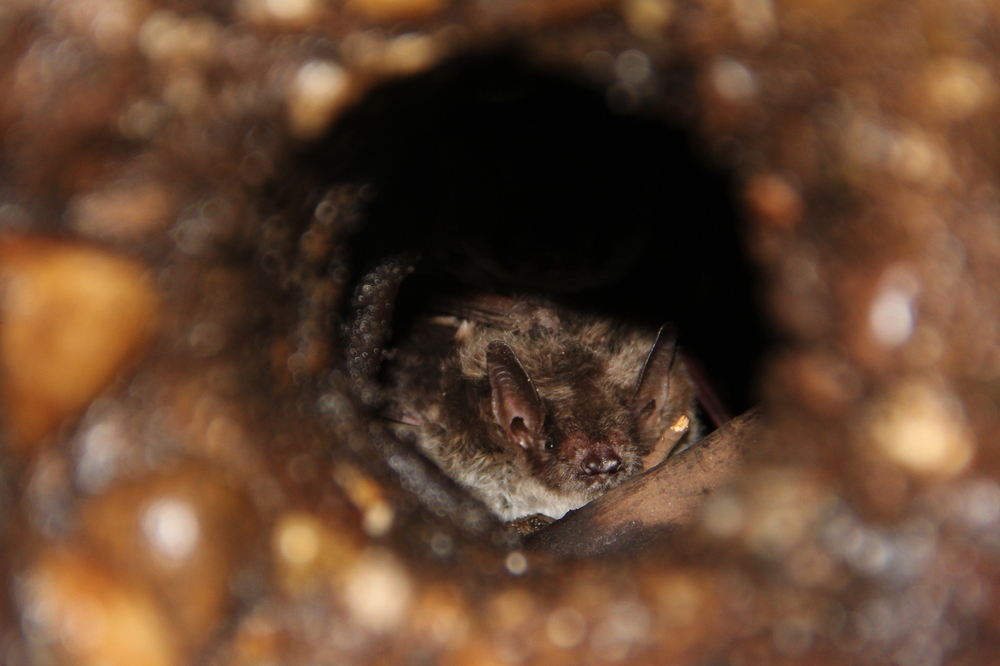 Meervleermuis (foto: Wiegert Steen)