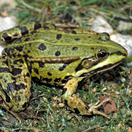 Groene kikker (foto: Saxifraga-Kees Marijnissen)