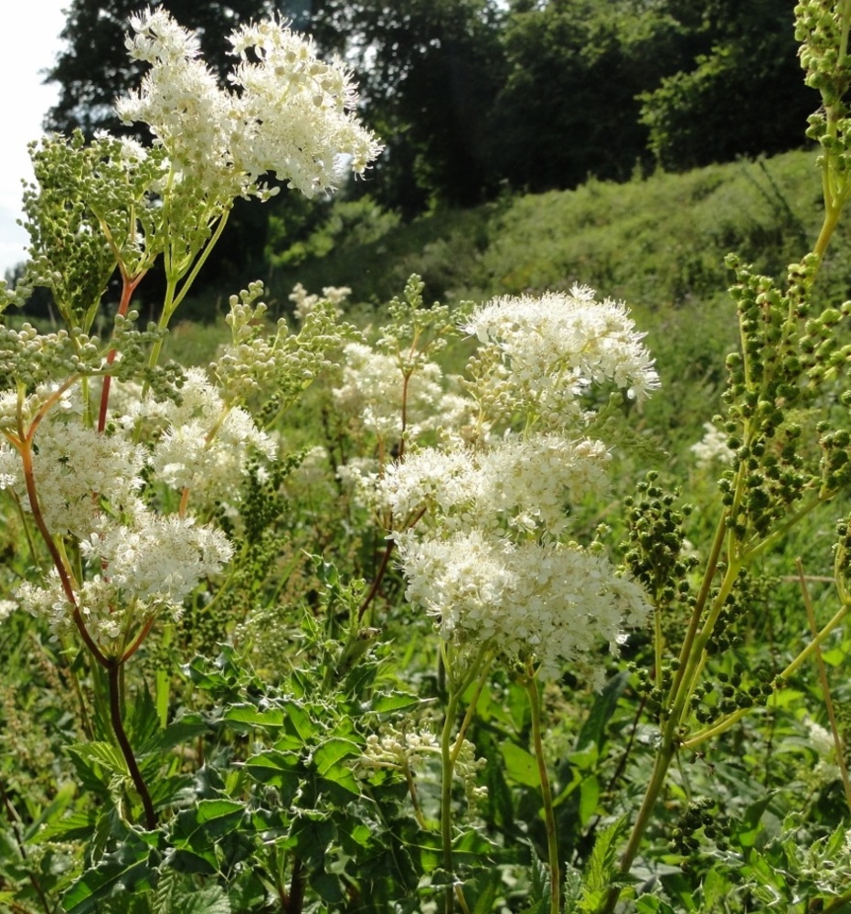 Moerasspirea (foto: Dirk Prins)