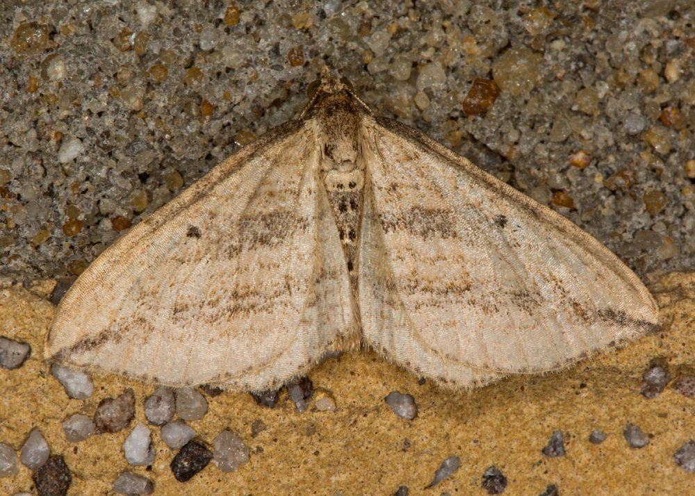 Moeraswalstrospanner (foto: Saxifraga-Ab H Baas)