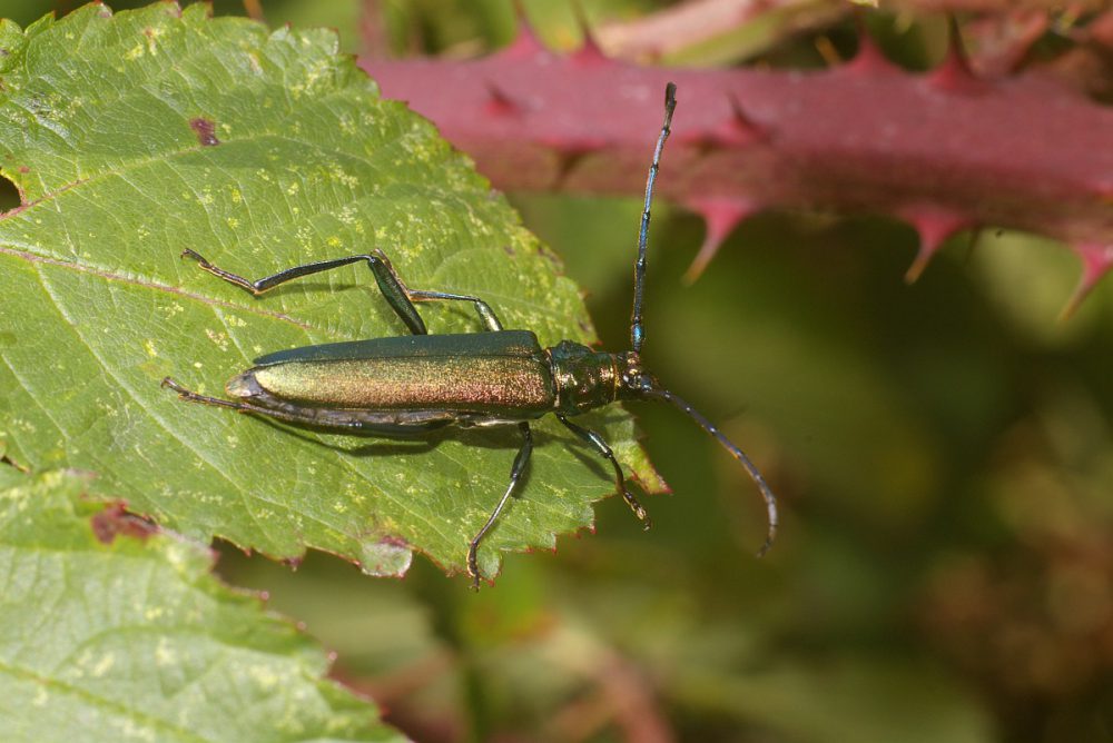 Muskusboktor (foto: Saxifraga-Kees Marijnissen)