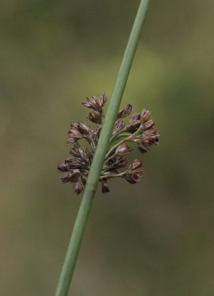 Pitrus (foto: Saxifraga-Peter Meininger)