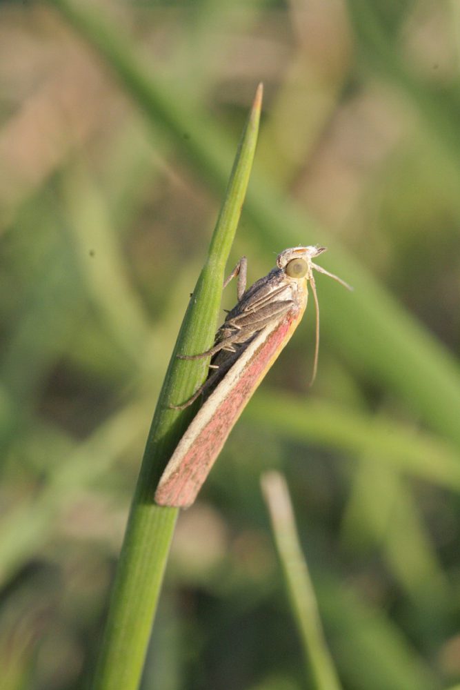 Prachtmot (foto: Saxifraga-Rutger Barendse)