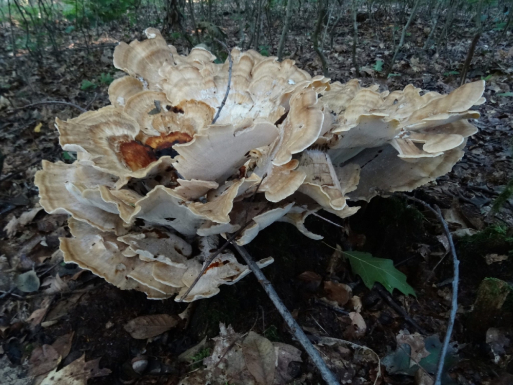 Reuzenzwam (foto: E. Minke)