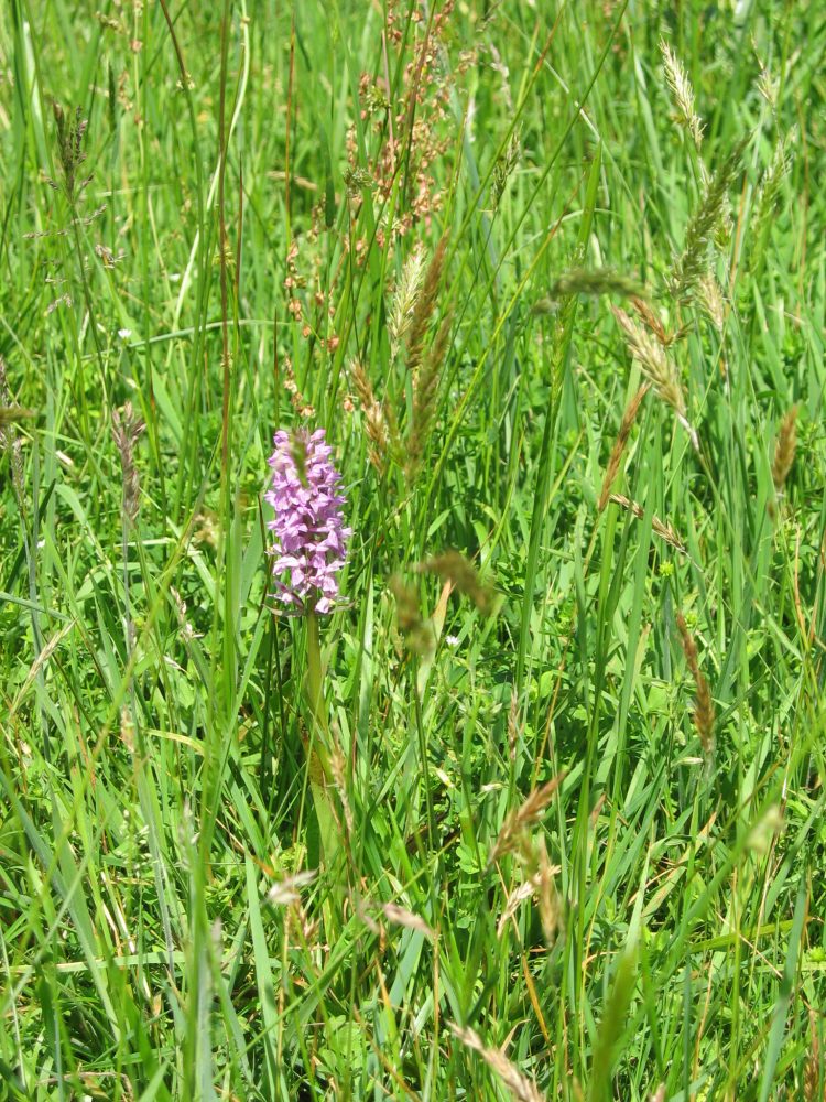 Rietorchis (foto: H. Thunnissen)