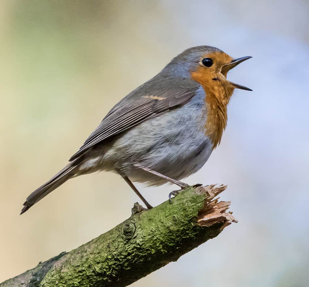 Roodborst (foto: Bart Heijne)