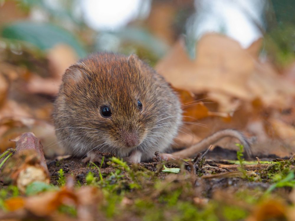 Rosse woelmuis (foto: Saxifraga-Rudmer Zwerver)