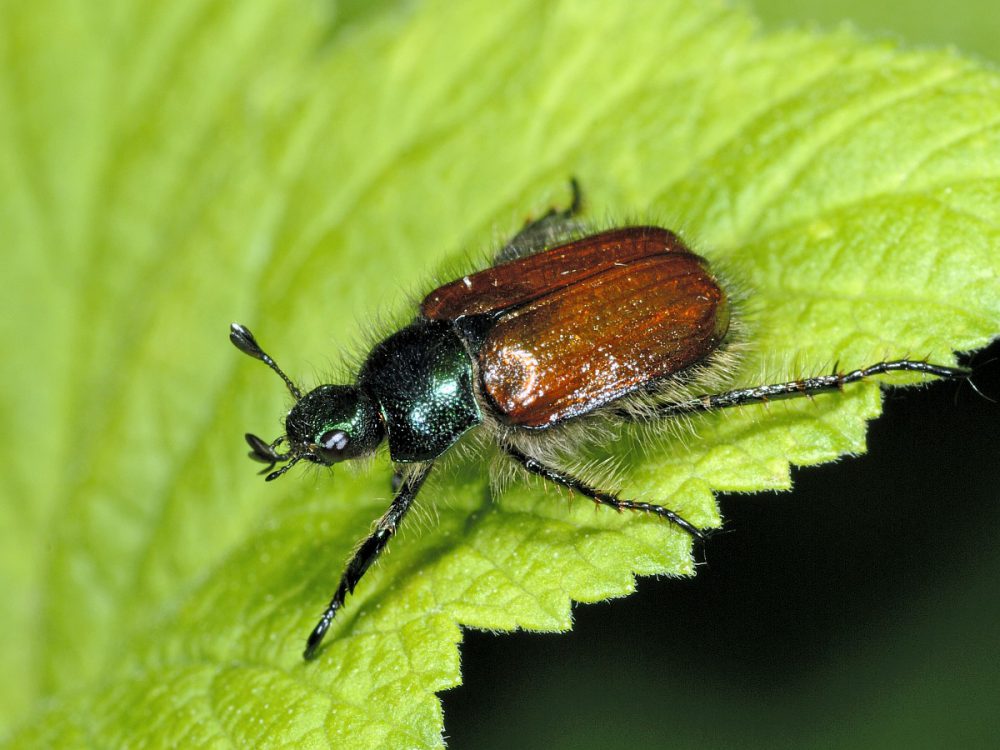 Rozenkevertje (foto: Saxifraga-Ab H Baas)