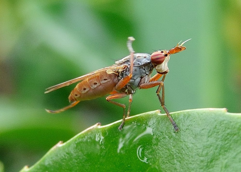 Slakkendoder (foto: Saxifraga-Ab H Baas)