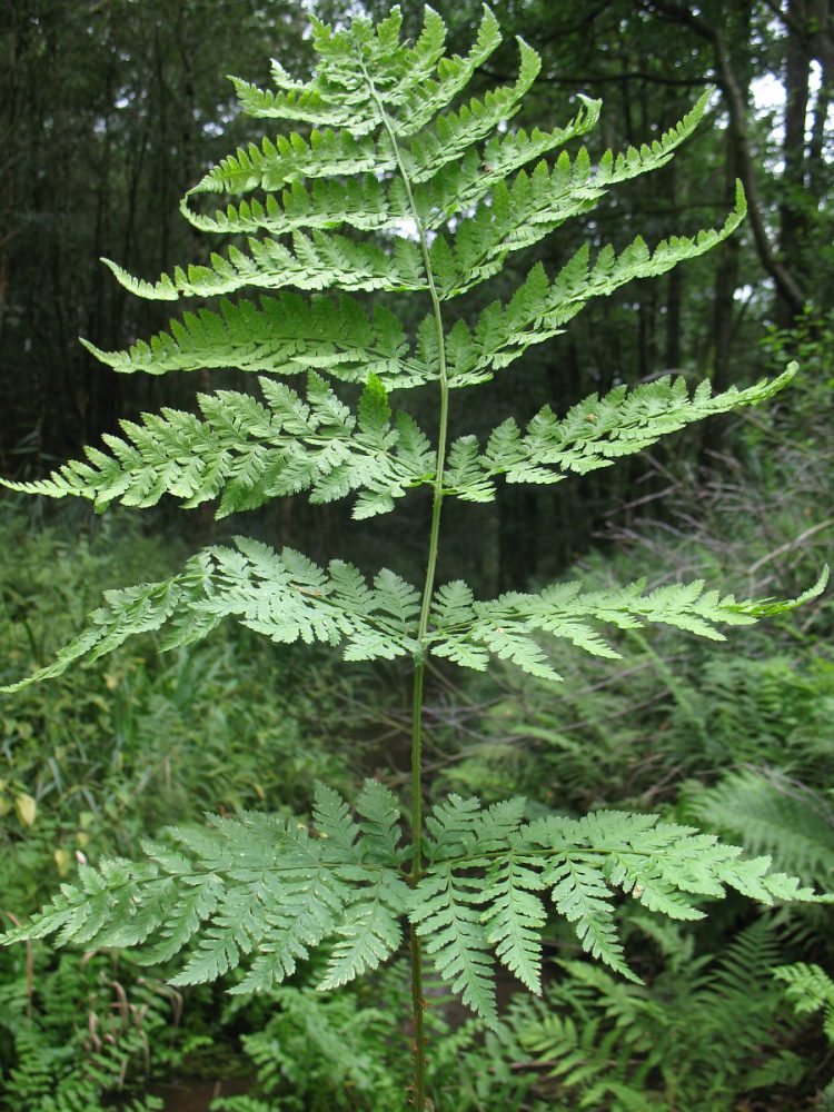 Smalle stekelvaren (foto: Saxifraga-Rutger Barendse)