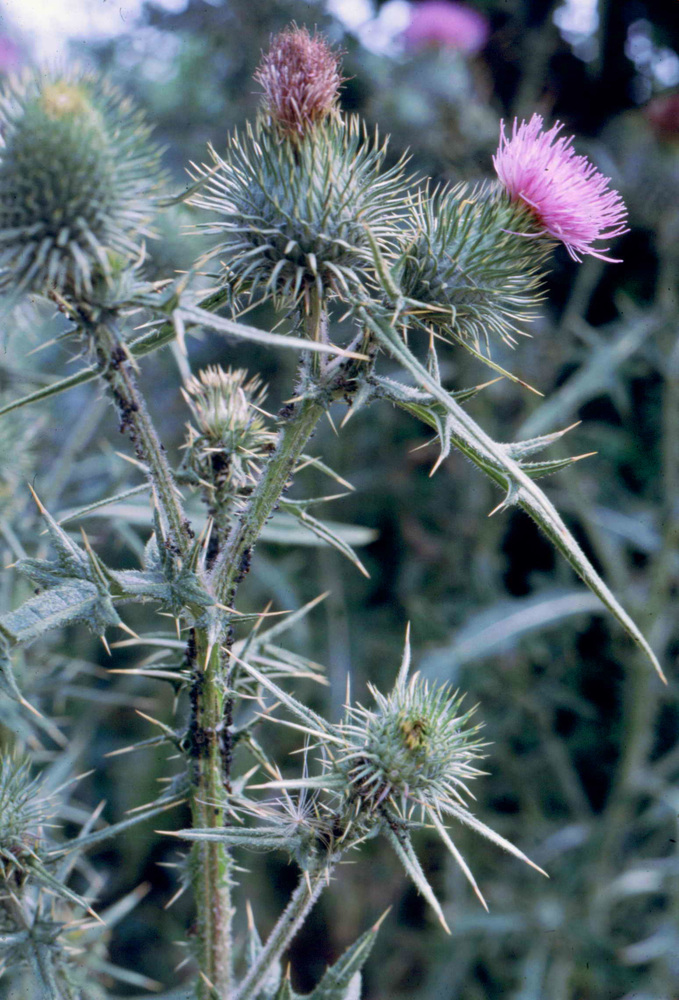 Speerdistel (foto: Dirk Prins)