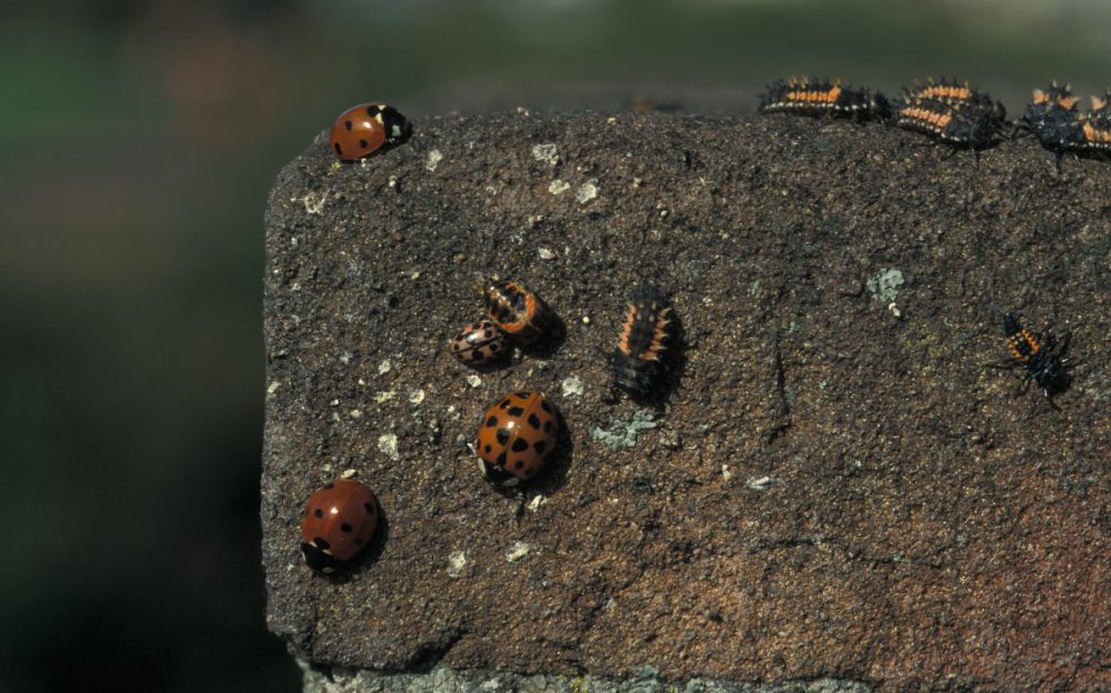 Veelkleurig Aziatisch Lieveheersbeestje (foto: Saxifraga-Frits Bink)