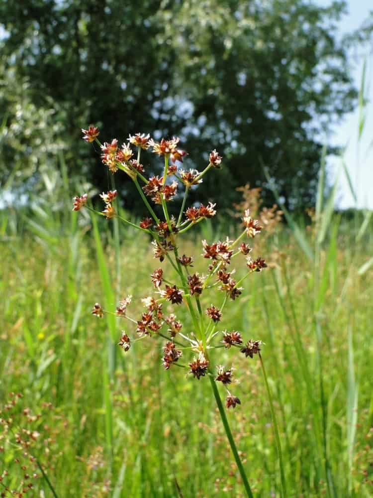 Veldrus (foto: Dirk Prins)