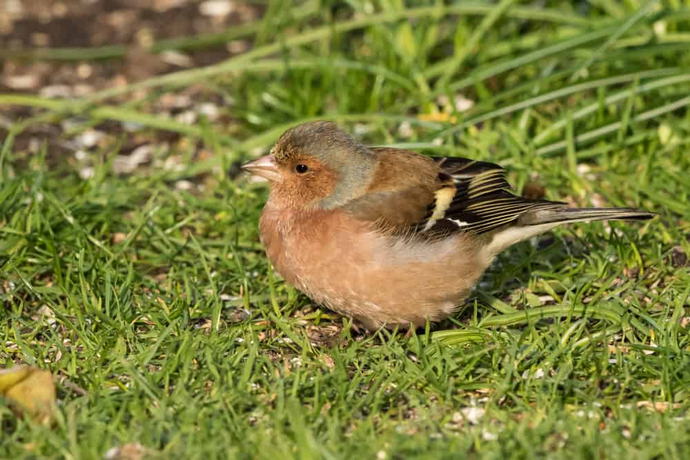 Vink (foto: Bart Heijne)