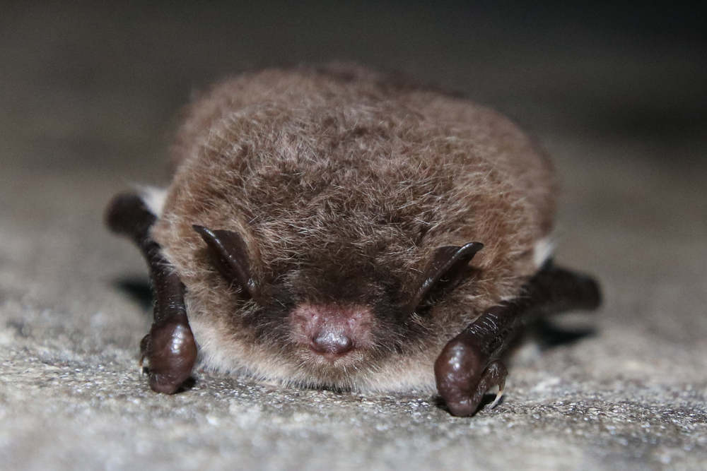 Watervleermuis (foto: Sjoerdje de Boer)