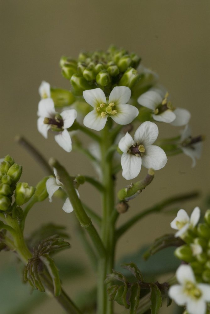 Witte waterkers (foto: Saxifraga-Jan van der Straaten)