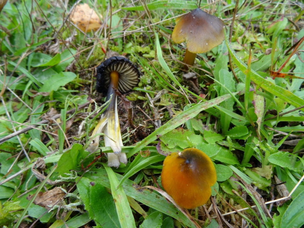 Zwartwordende Wasplaat (foto: E. Minke)