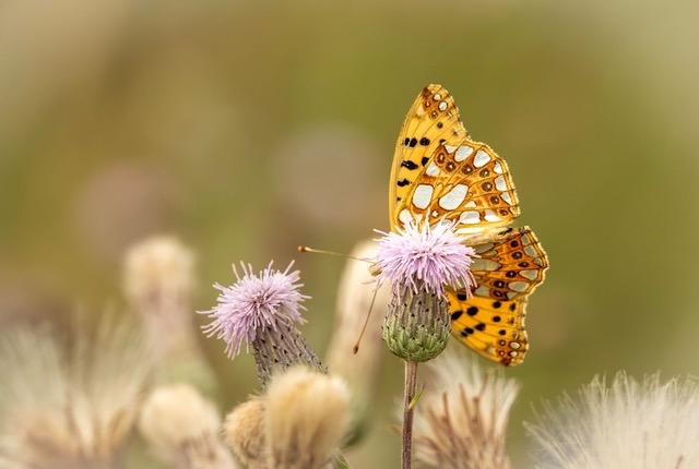 kleine parelmoervlinder, copyright © Wendy van de Klift