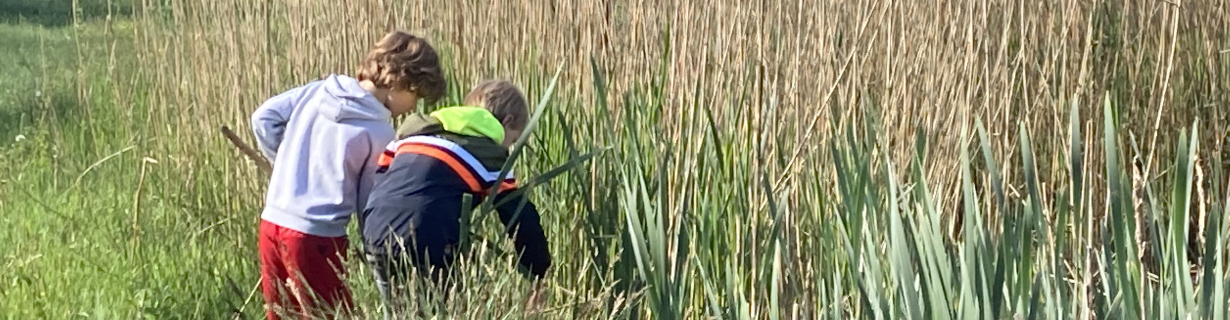 Kinderactiviteit: waterbeestjes zoeken