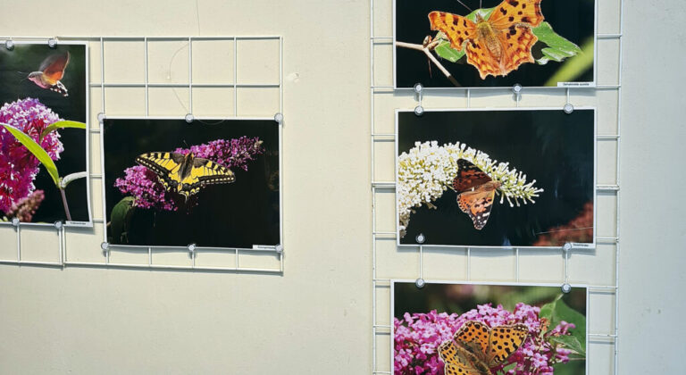 Fototentoonstelling: Wat er vliegt in Arboretum Oostereng