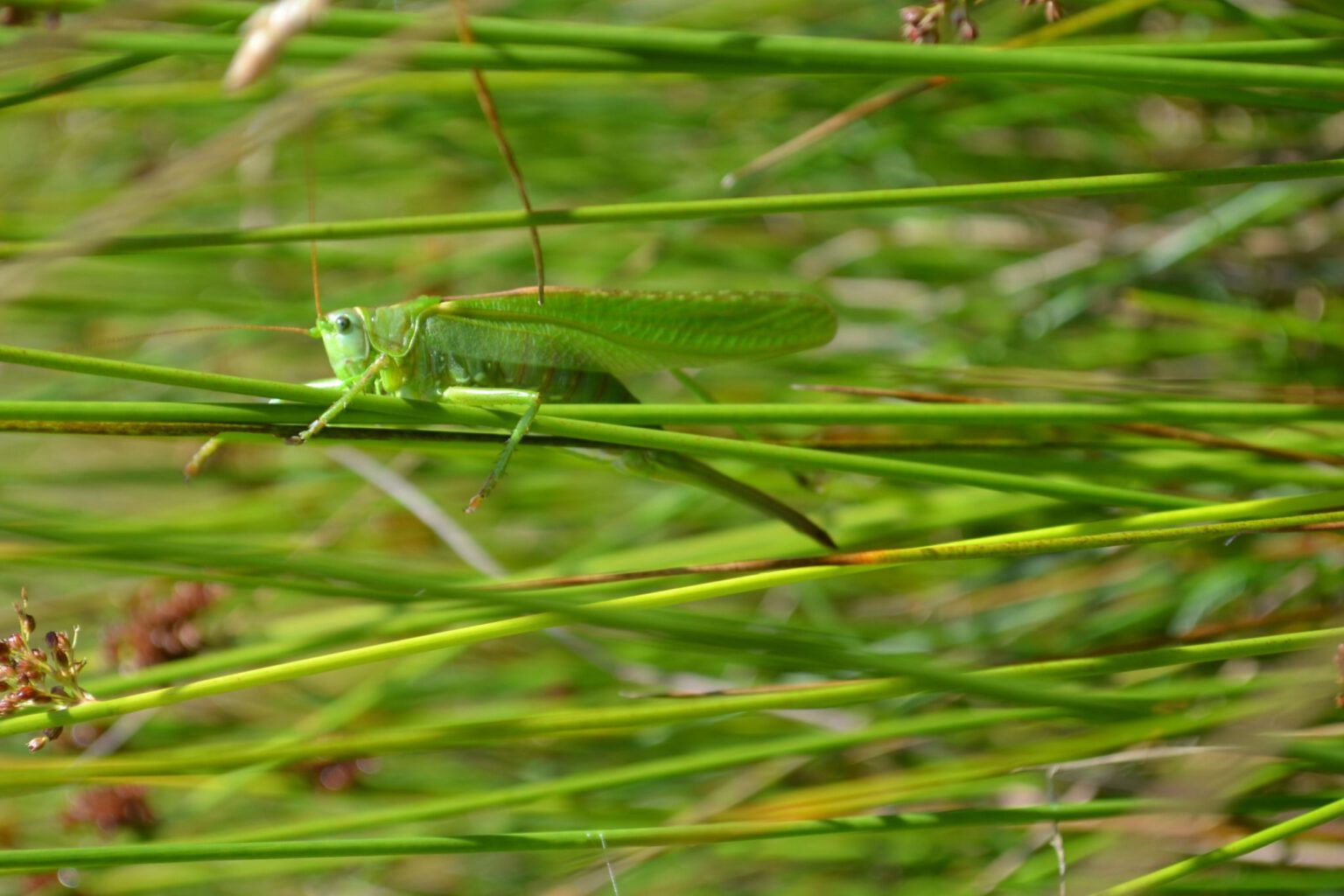 Kinderactiviteit: ontdekkingstocht, kriebelbeestjes en steentjes beschilderen
