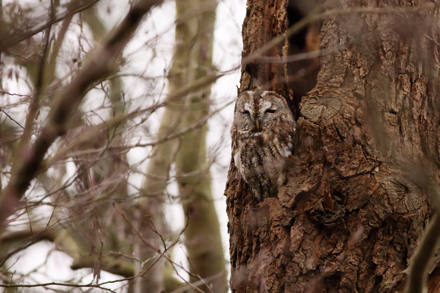 Bosuilenexcursie in het Renkums beekdal