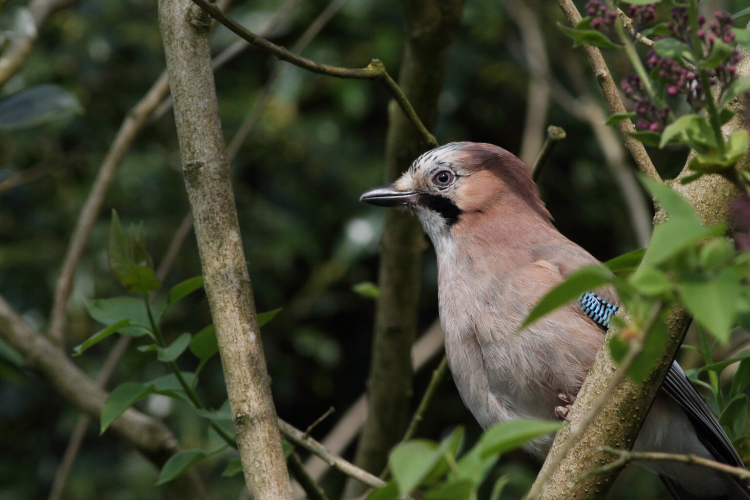 Extra avondwandeling: vogels luisteren in het beekdal