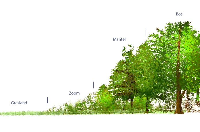 Bosrand ecopedia.be