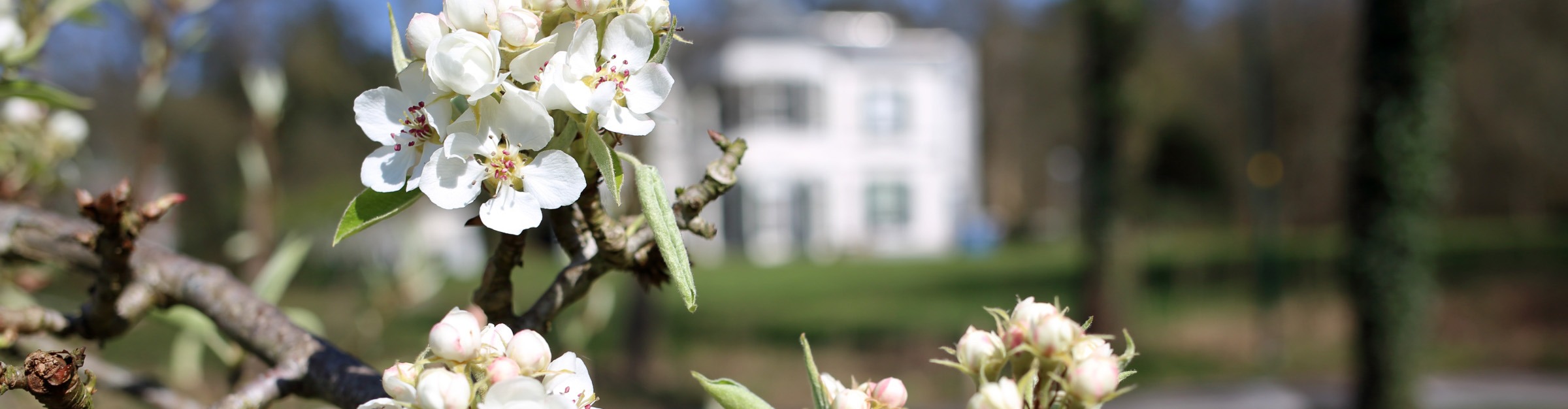 Kinderactiviteit: bloesemtocht