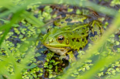 groene kikker