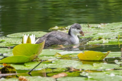 meerkoet, fotograaf Wendy