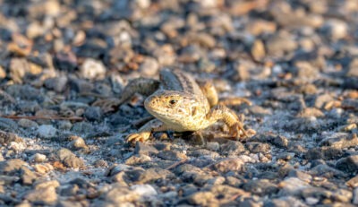 Zwarte Roodstaart , copyright © Wendy van de Klift