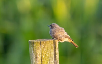 Zwarte Roodstaart , copyright Wendy van de Klift