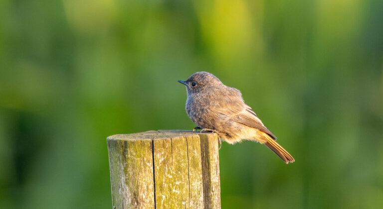 Voor het voetlicht: Wendy, onze nieuwe enthousiaste amateurfotograaf