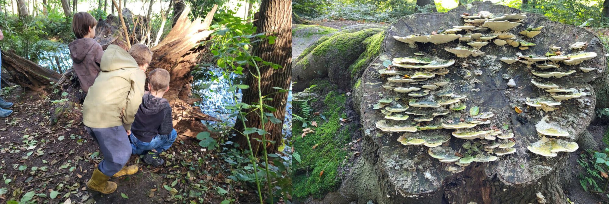 Kinderactiviteit: paddenstoelenexcursie en collage maken