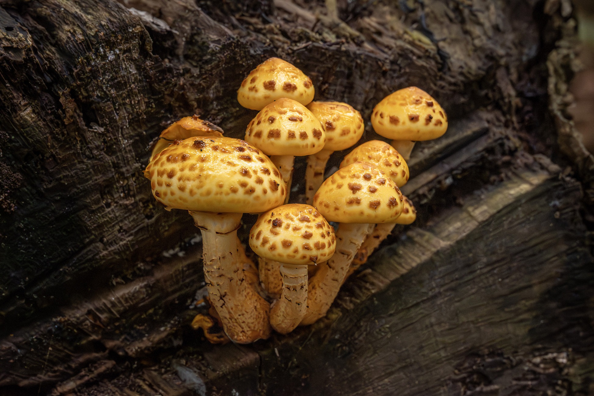 Paddenstoelen in het beekdal