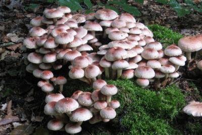 foto paddenstoelen van Wim Braakhekke