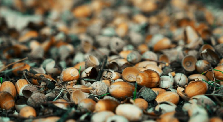 Prijswinnaar Herfstmarkt!