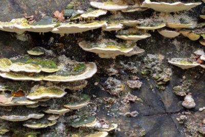 foto paddenstoelen van Wouter Bos