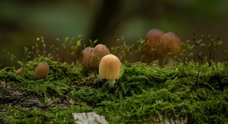 Herfst in het beekdal: welke paddenstoelen zag jij?