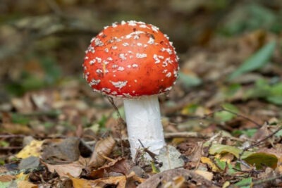 foto paddenstoel van Wouter Bos