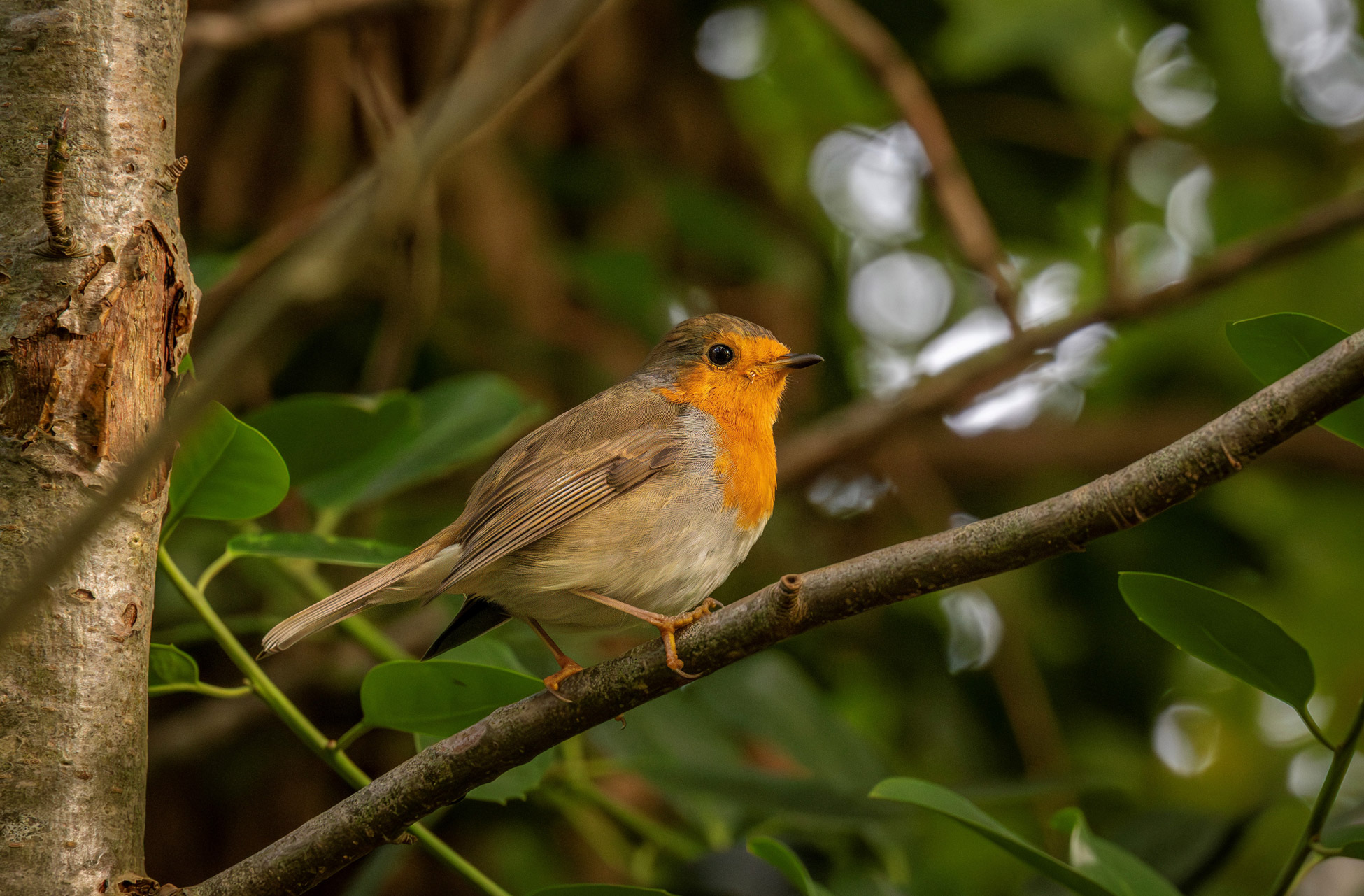 roodborstje - Wendy van der Klift