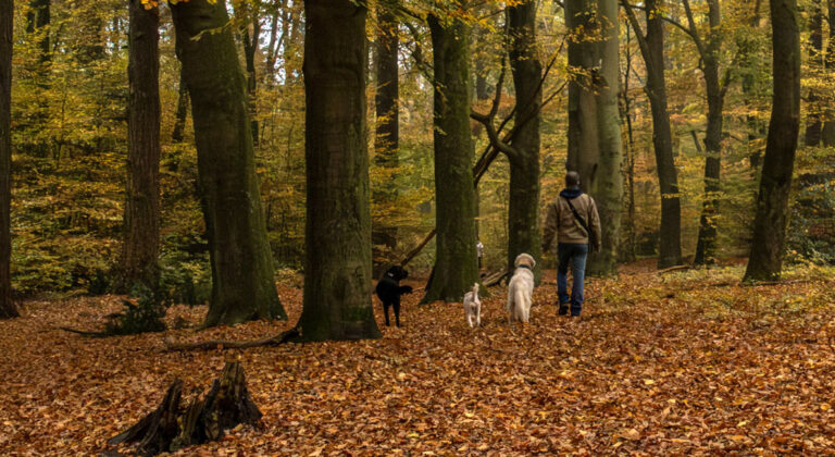 Boswachter Silvia Blom vertelt over waar en waarom je hond aan de lijn moet