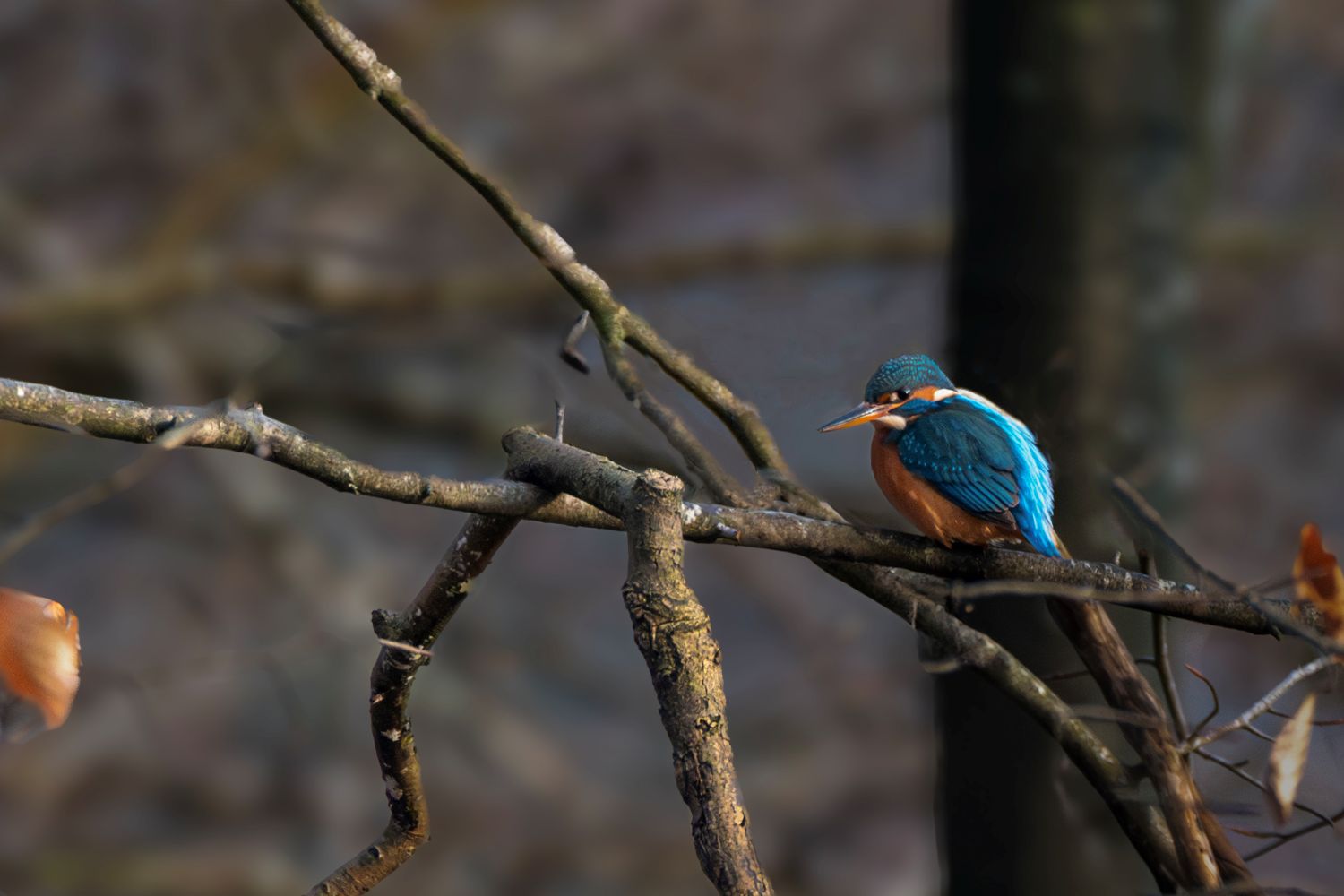 Mini-tentoonstelling: wintervogels in het beekdal