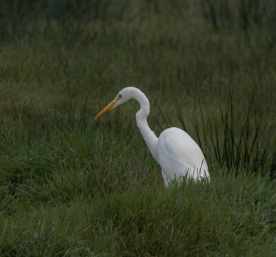 Grote zilverreiger - Wendy van der Klift