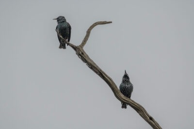 Spreeuwen, copyright © Wendy van de Klift